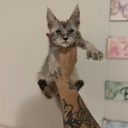 Maine Coon Mixed Kittens for Adoption in Atlanta, ga
