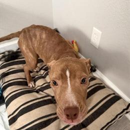 American Pit Bull Puppy Looking for a Loving Home in Dover, fl