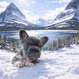 French Bulldog Puppies with Panda Husky Pattern and Lilac Color in Columbia Falls, mt