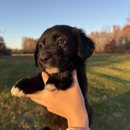 Cardigan Corgi Mix Puppy Ready for Adoption in Waldron, in