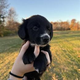 Corgi and Golden Retriever Mix Male Puppy Available in Waldron, in