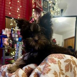 Toy Poodle for Adoption in Minneapolis, mn