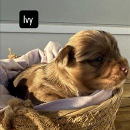 Parti Yorkshire Terriers Available in Richmond, va