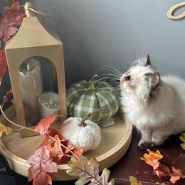 Female Himalayan Kitten - Seal Torti Point in Tuckerton, nj