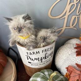 Himalayan female kitten with gold ribbon, ready for a new home in Tuckerton, nj