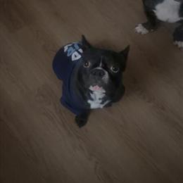 French Bulldog Looking for a New Home in Philadelphia, pa