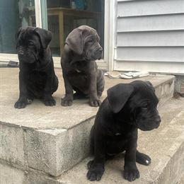 Cane Corso Puppies Available in Brooklyn, ny
