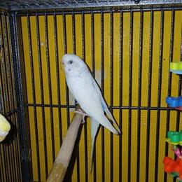 Parakeets for Sale in New York, ny