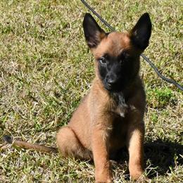 AKC Malinois Puppies - 11 Weeks Old in Clewiston, fl