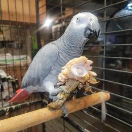 Male African Grey Parrot for Sale - Tame and Talkative in Buffalo, ny