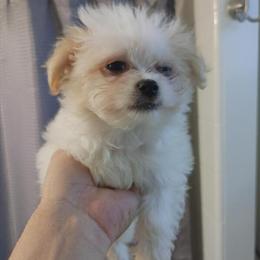 Teacup Maltipoo - 10 Weeks Old in Los Angeles, ca