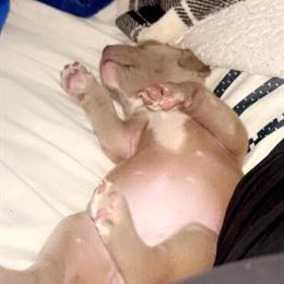 Pitbull puppy named Hazel for rehoming in Columbia, sc
