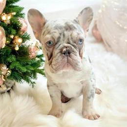 Merle French Bulldog Puppy - Theo Ready for a New Home in Palm Beach Gardens, fl
