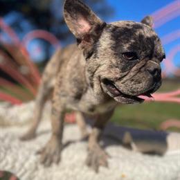 Female French Bulldog Available with AKC Registration in Orlando, fl