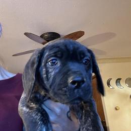 Cane Corso Puppy Ready for a New Home in Toledo, oh
