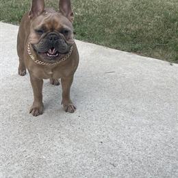 2 Year Old Female French Bulldog for Adoption in Birmingham, al