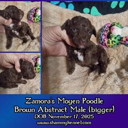 Moyen Standard Poodle Males Available in Ash Flat, ar