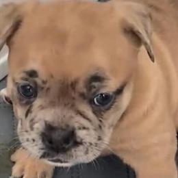 Exotic Bully Puppy Available for Loving Home in Brooklyn, ny