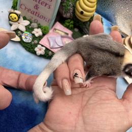 Female Ringtail Mosaic Available with Breeding Rights in Killeen, tx