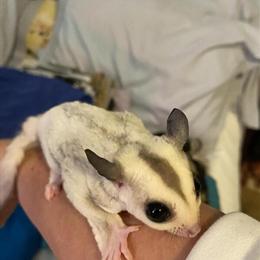 Sugar Glider Breeder Offering Hand Tamed Joeys in Texas in Killeen, tx