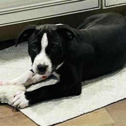 15 Week Old Male American Bulldog Available in New Berlin, il
