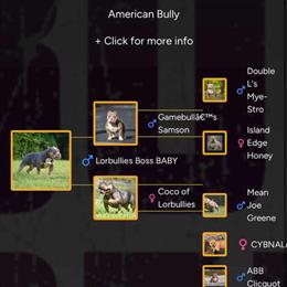 American Bully Female Choc Tri for Adoption in Wilmington, de