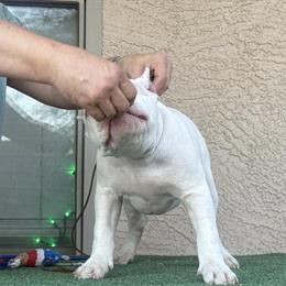 American Bully Pocket Lilac Piedball Merle Puppy for Adoption in Mesa, az