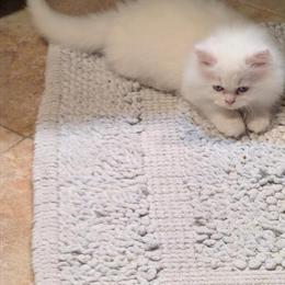 Ragamuffin Kitten Available for Rehoming in Tampa, fl