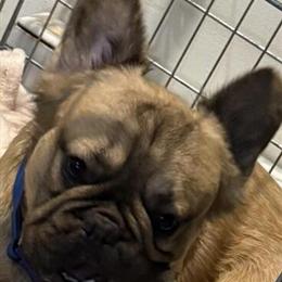 French Bulldog - Fluffy Proven Stud in Hawley, pa