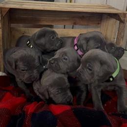 Cane Corso Puppies Ready for Forever Homes in Columbus, oh