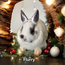 Holland Lops and Dwarfs Available for Adoption in Fowlerville, mi