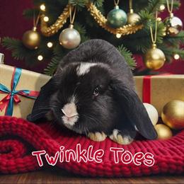 Mini Breed Bunnies Available for Adoption in Fowlerville, mi