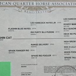 Quarter Horse Bay Roan Filly for Sale in Indianapolis, in