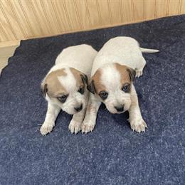 Jack Russell Puppies Available for New Homes in Kokomo, in