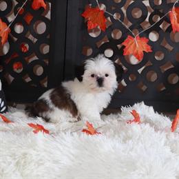 Shih Tzu Female Puppy Ready for Forever Home in Mount Vernon, oh