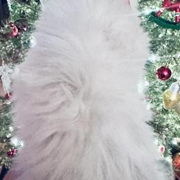 Ragdoll Kitten Ready for Forever Home in Killeen, tx