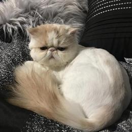 Persian Cat for Adoption in New London, ct
