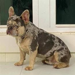 Male French Bulldog, Lilac and Tan Merle, 5 Years Old in Taylorsville, nc