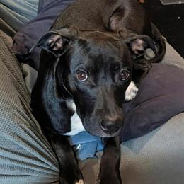 Cane Corso Mix - 7 Month Female Looking for a Loving Home in Canton, oh
