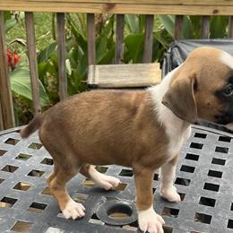 Boxer puppies available - 7 weeks old in Greenwood, sc
