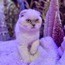 Scottish Fold Female Kitten Seeking Loving Home in Charlottesville, va