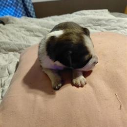 Aussiedoodle Puppies Ready for Forever Homes in Spring Hill, fl