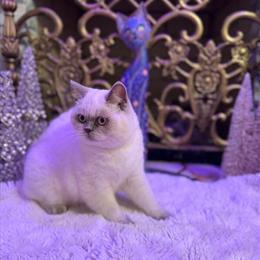 Scottish Fold Female Kitten Seeking Loving Home in Charlottesville, va