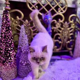 Scottish Fold Female Kitten Seeking Loving Family in Charlottesville, va