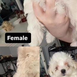 Maltese puppies for adoption in Indianapolis, in