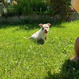 American Bully Puppies with Great Bloodlines in Kalamazoo, mi