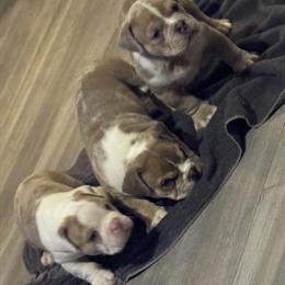 Killer Pups - 6 Weeks Old and Ready in Pueblo, co