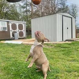Micro Bully Pups for Sale in Memphis, tn