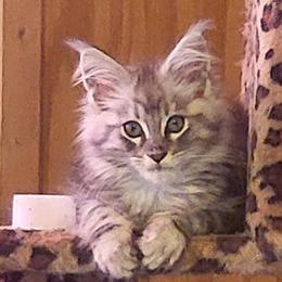 Maine Coon Kittens Available in Asheville, nc