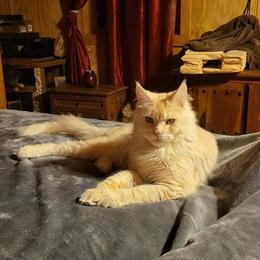 Maine Coon Kittens from TICA Russian Bloodlines in Asheville, nc